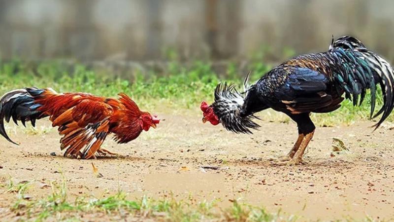 Các thể loại trò chơi đá gà trực tiếp phổ biến